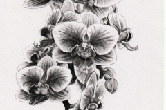 kresba_tuzka-orchidej