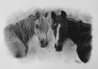 kresbanaprani-kresleny-portret-kone-nazakazku-kresba-kresleni-art-realisticka-tuzka-uhel-A3-RadekZdrazil-20200818